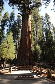 Sequoia NP